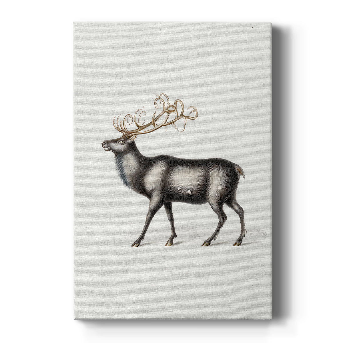 Snowwhite Carols Square - Canvas Art Print