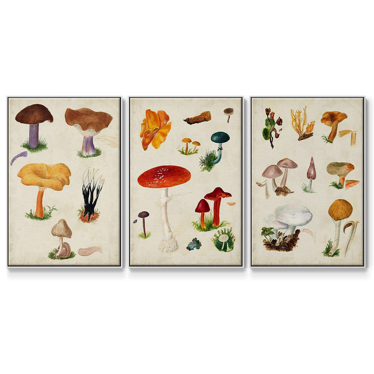 Mushroom Species VI - Framed Premium Gallery Wrapped Canvas L Frame 3 Piece Set - Ready to Hang