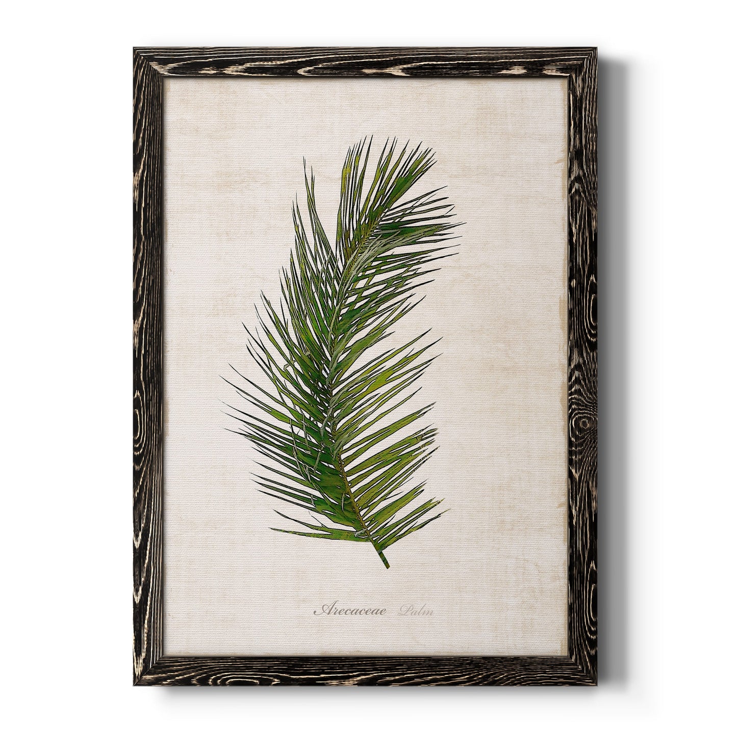 Palm Botanical II - Premium Canvas Framed in Barnwood - Ready to Hang