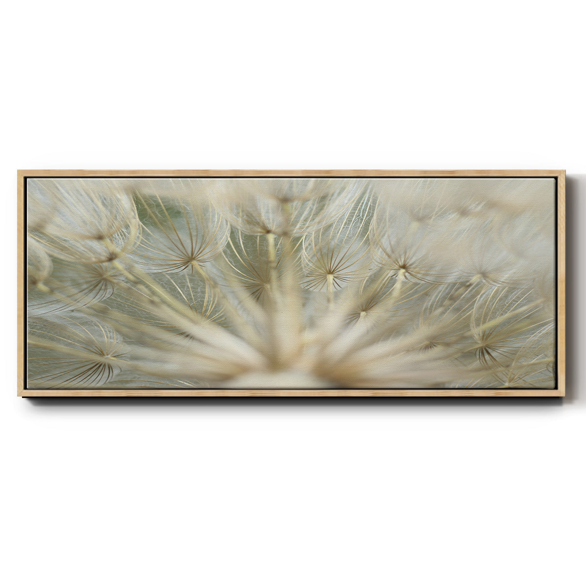Macro Dandelion IV - Floater Framed Canvas Print