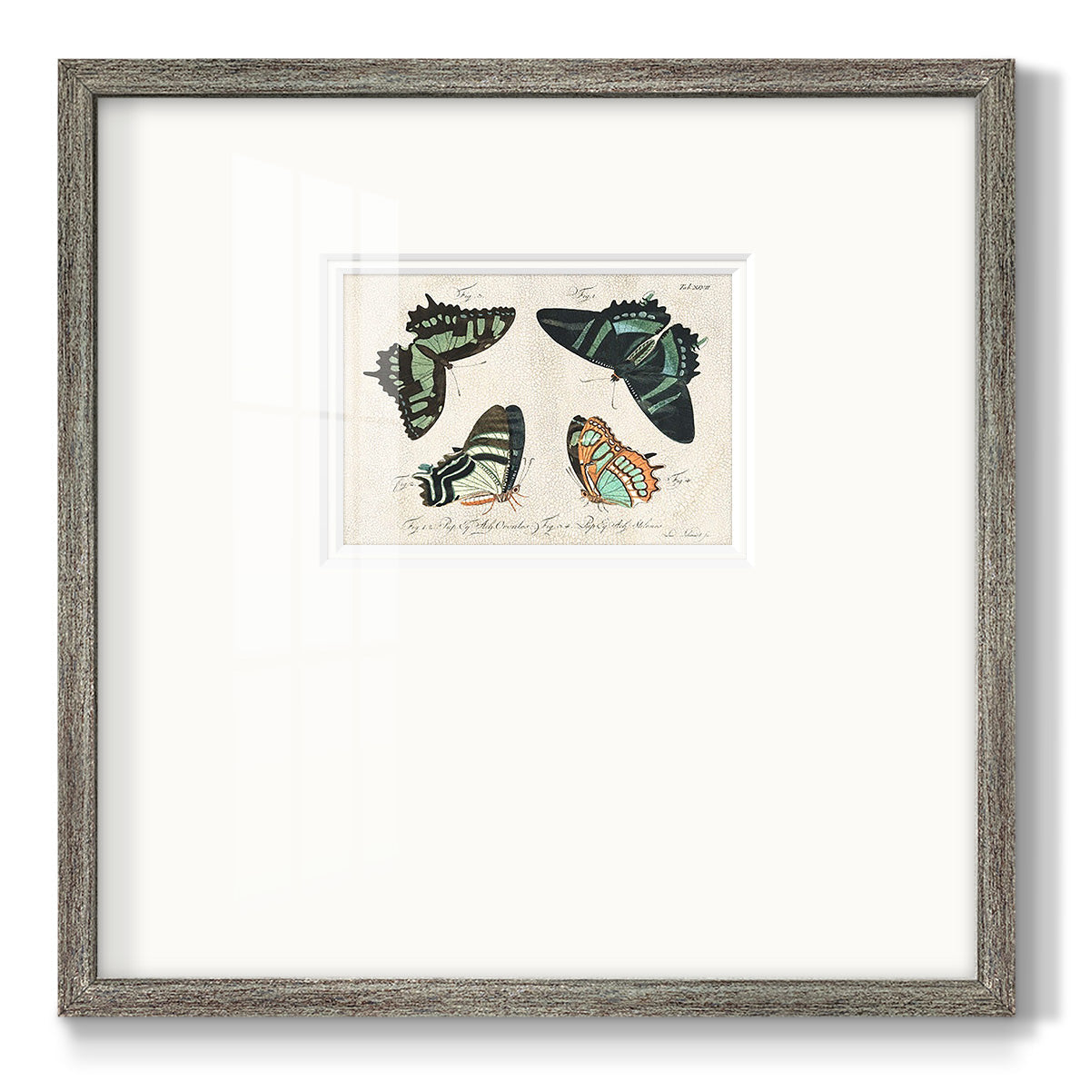 Crackled Butterflies III Premium Framed Print Double Matboard