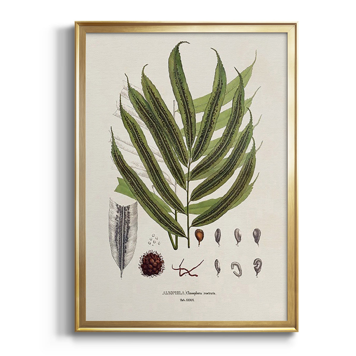 Botanical Society Ferns II - Modern Framed Canvas Print