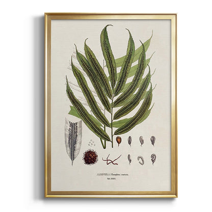 Botanical Society Ferns II - Modern Framed Canvas Print