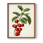 Antique Fruit II - Restickable Framed Art Print