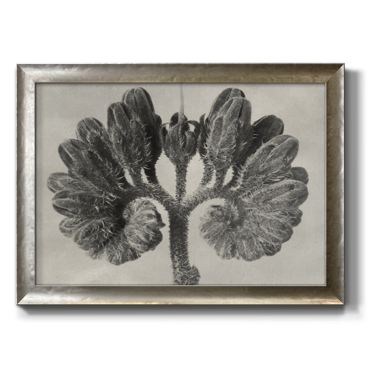 Blossfeldt Botanical VIII Premium Framed Canvas- Ready to Hang