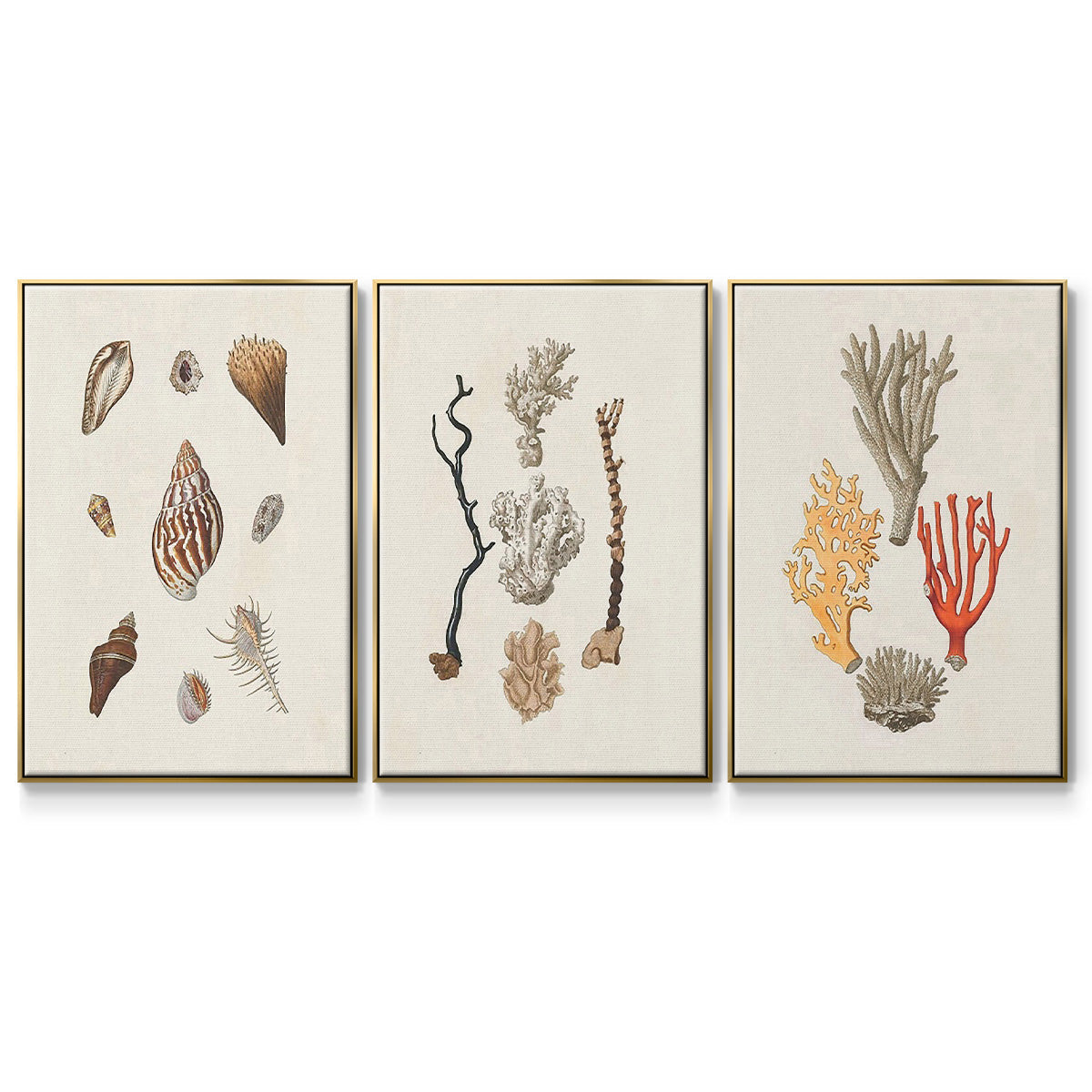 Knorr Shells & Coral IV - Framed Premium Gallery Wrapped Canvas L Frame 3 Piece Set - Ready to Hang