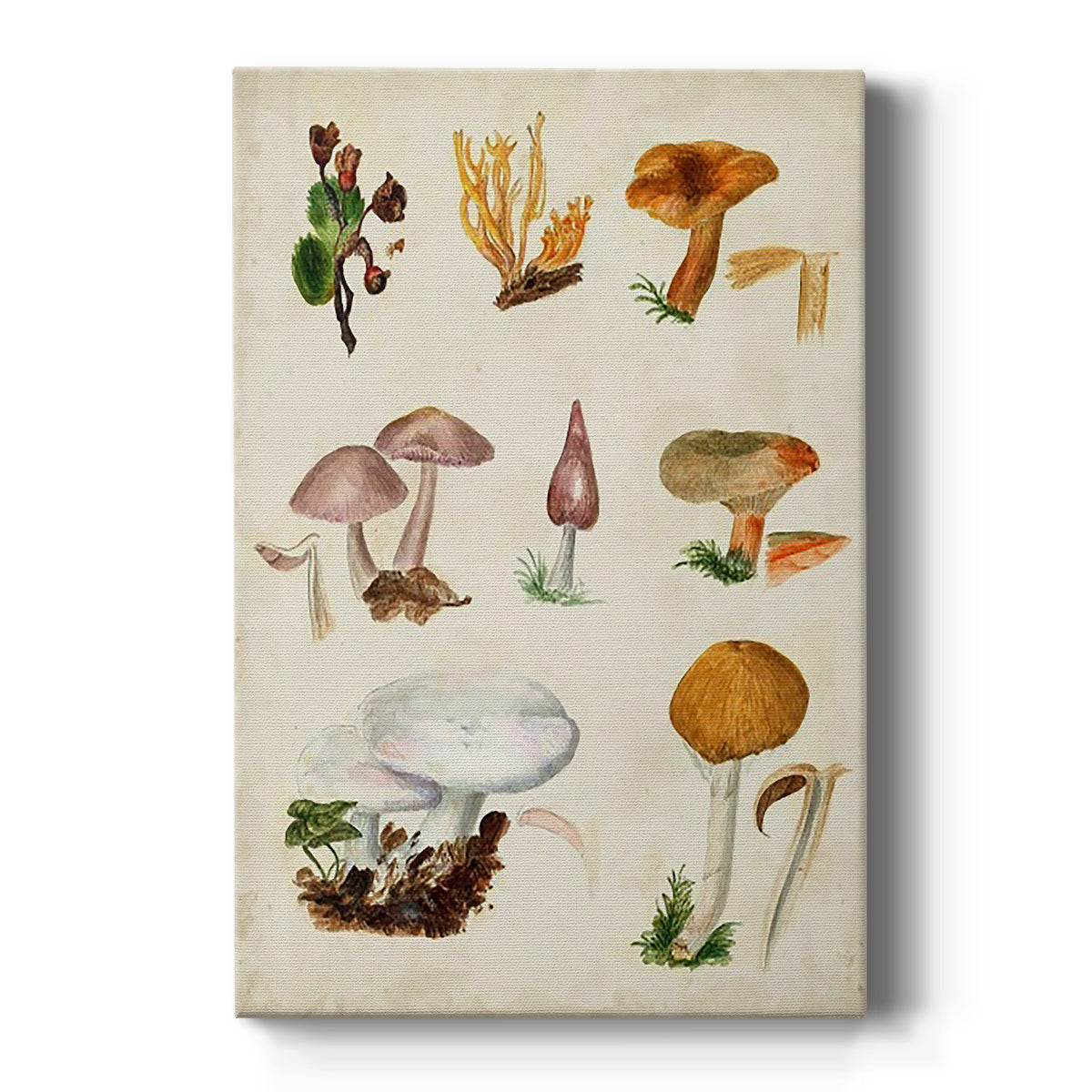 Mushroom Species VI - Canvas Art Print