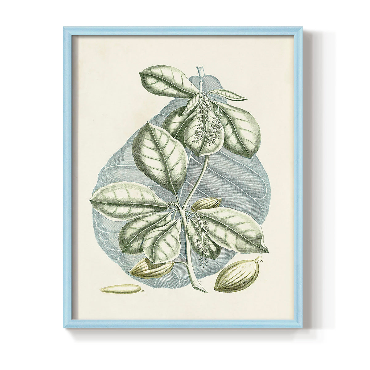 Buchoz Tropicals VI - Restickable Framed Art Print