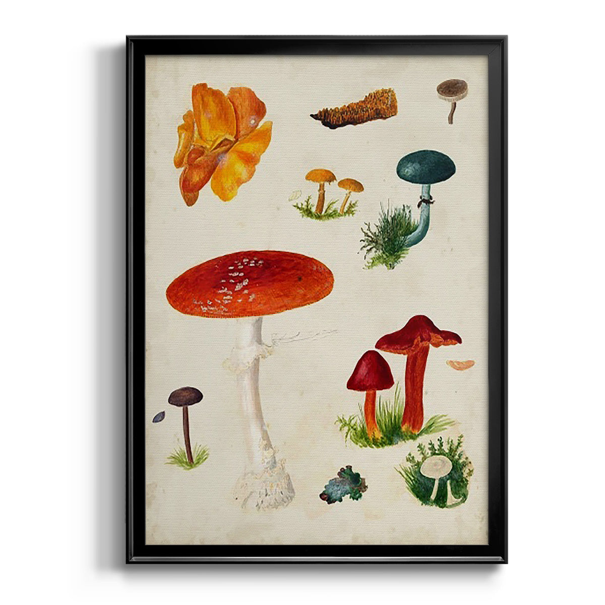 Mushroom Species VIII - Modern Framed Canvas Print