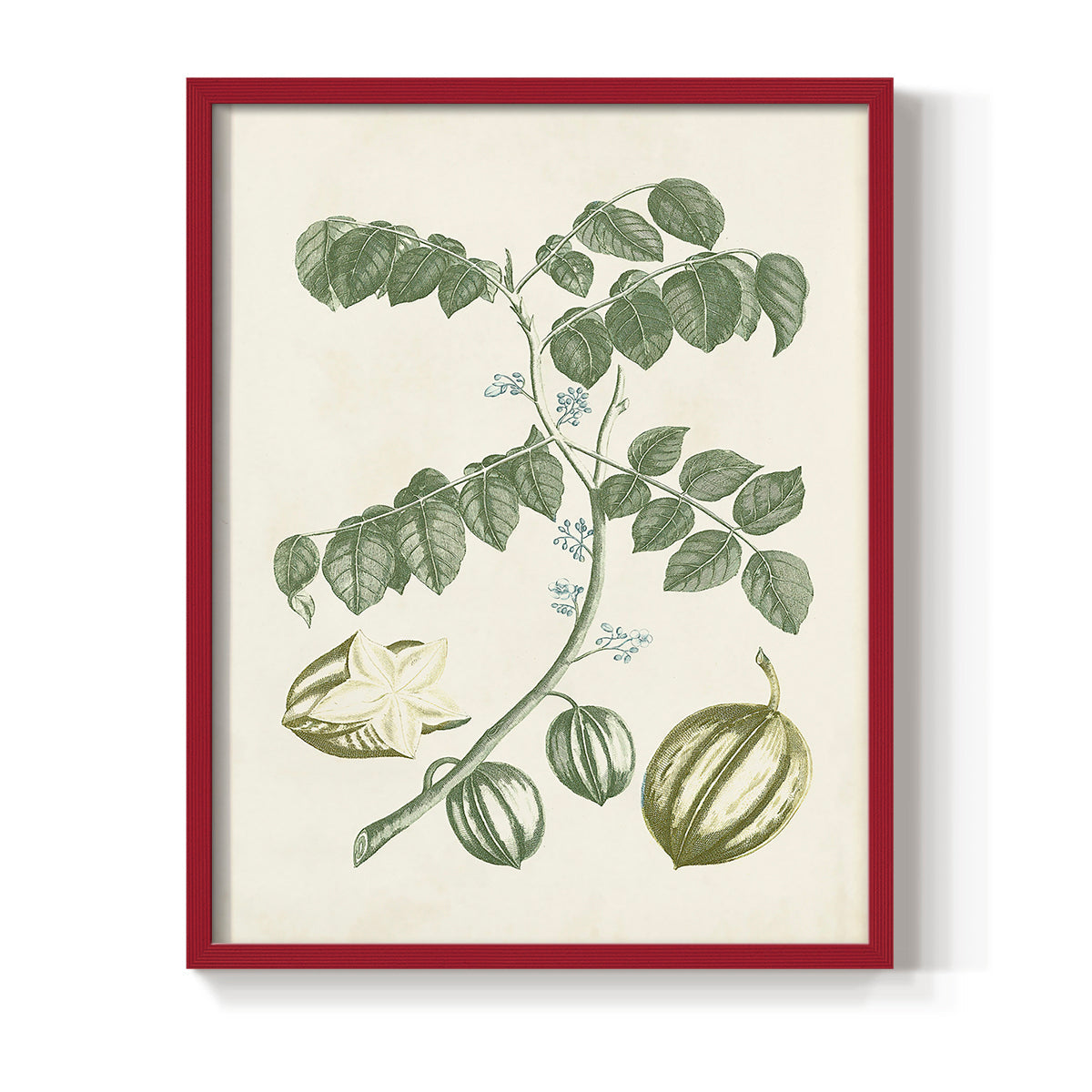Buchoz Tropicals II - Restickable Framed Art Print