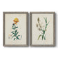 Traditional Botanical III - Premium Framed Canvas 2 Piece Set - Ready to Hang