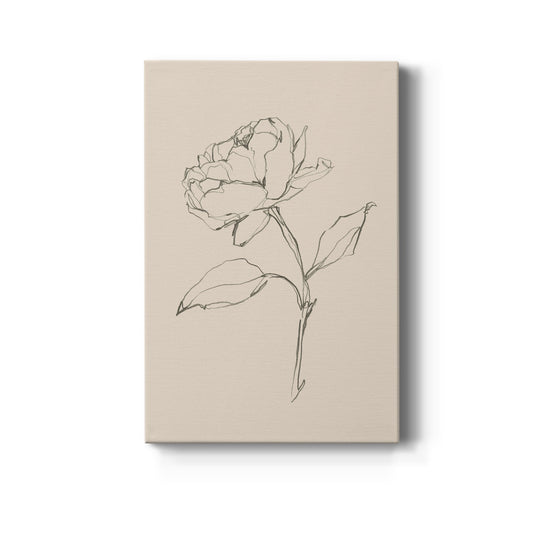 Floral Contour Study II - Canvas Art Print