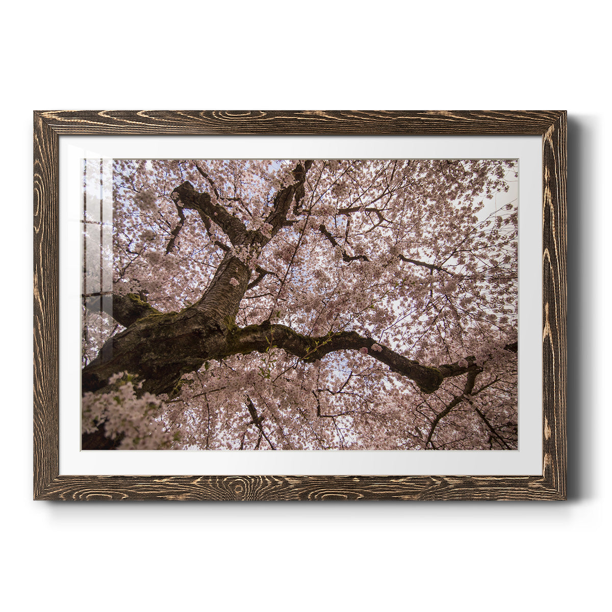 Spring's Arrival - Barnwood Framed Art Print