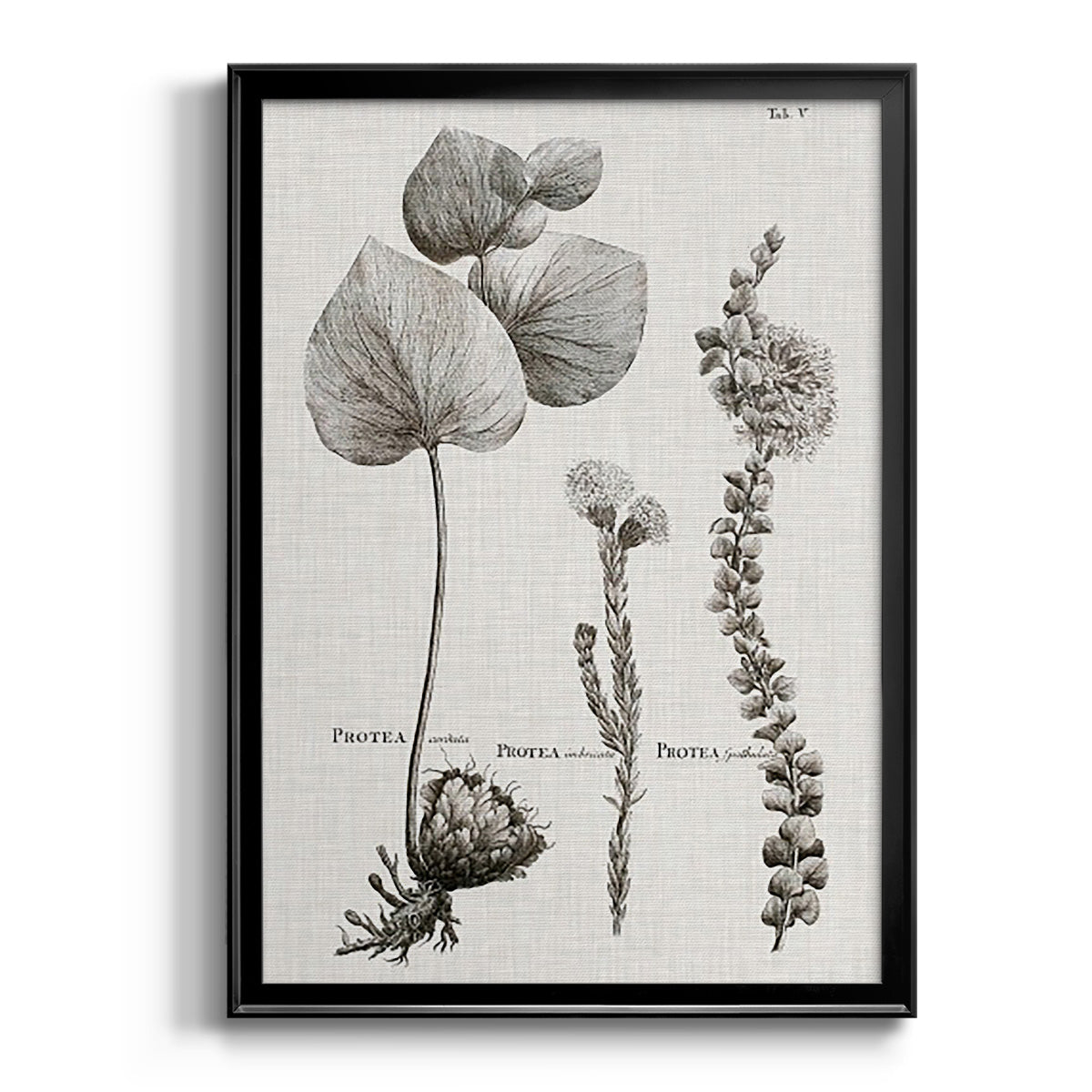 Black & White Protea on Linen II - Modern Framed Canvas Print
