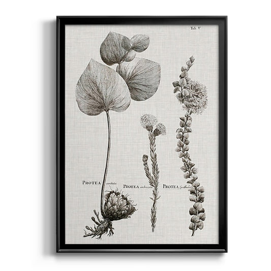 Black & White Protea on Linen II - Modern Framed Canvas Print