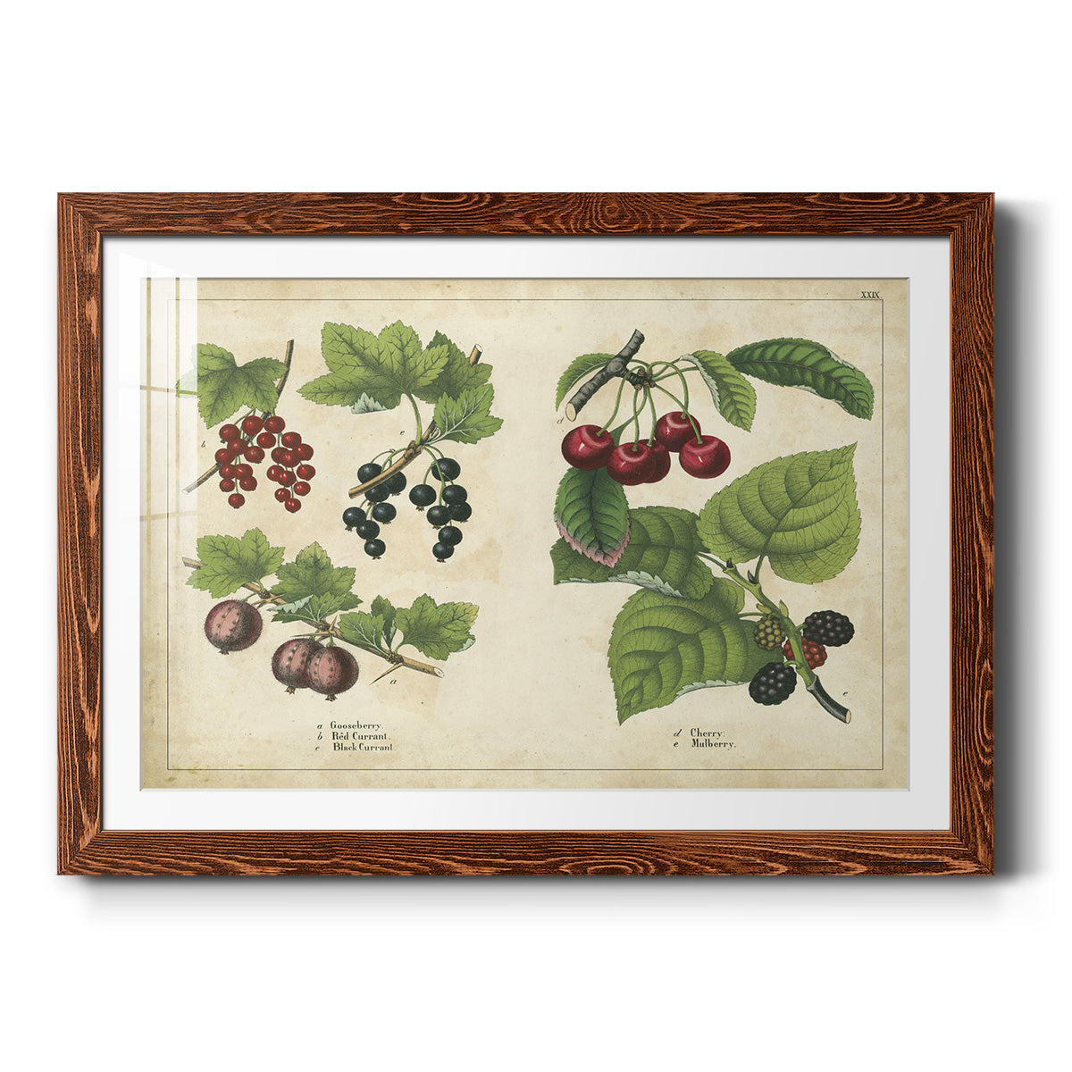 Kitchen Fruits III-Premium Framed Print - Ready to Hang