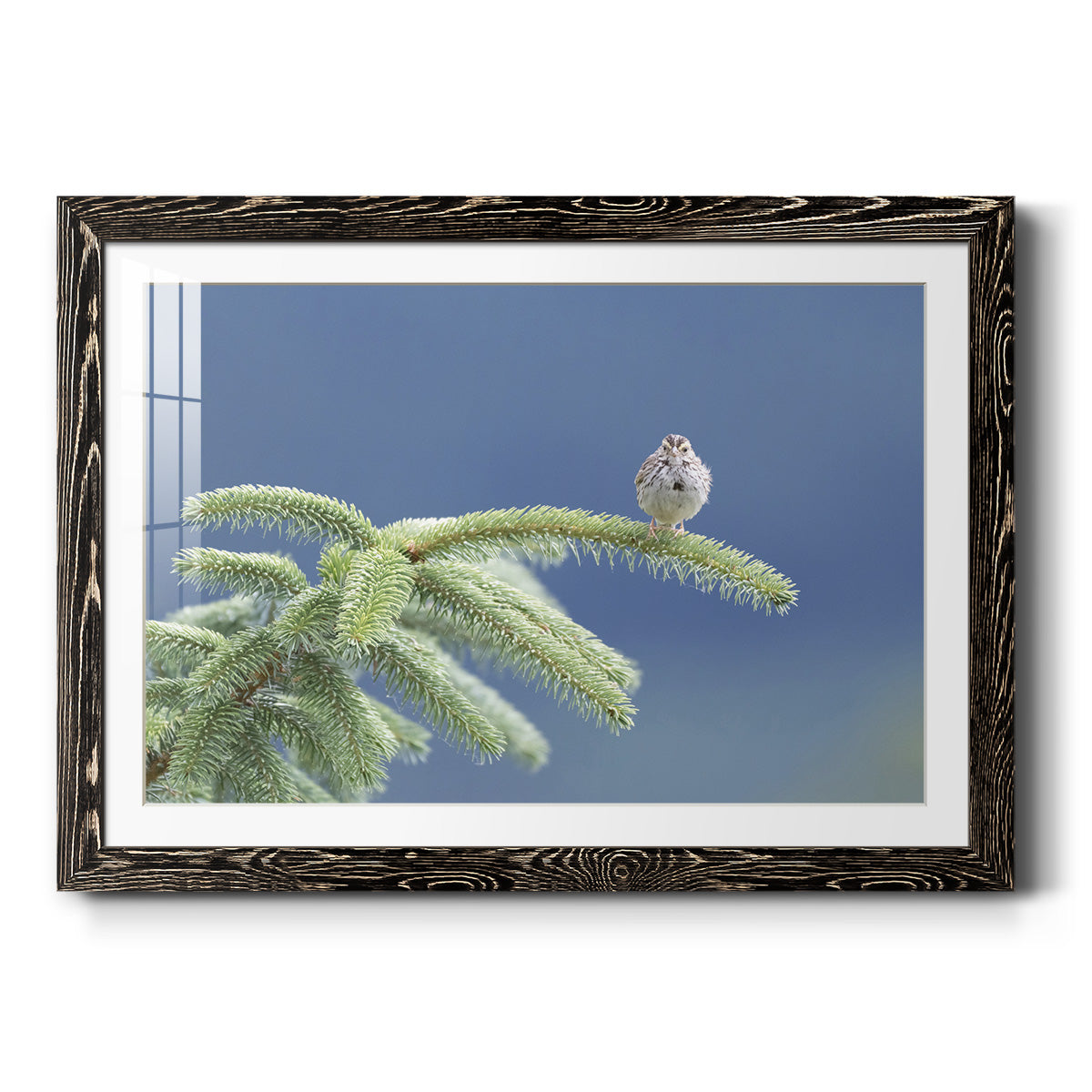 Evergreen Perch - Barnwood Framed Art Print