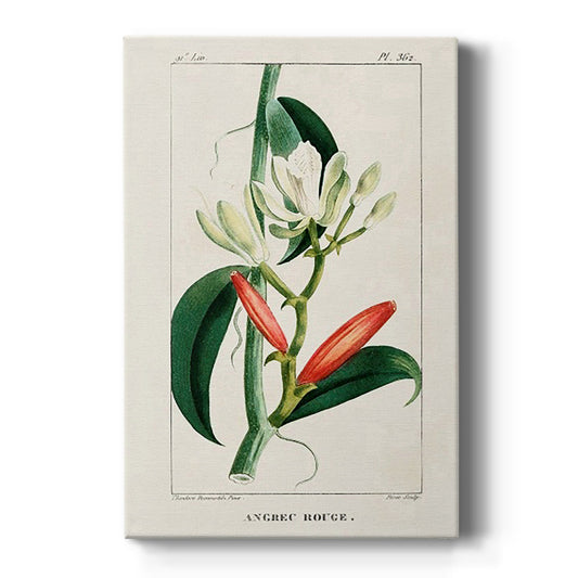 Turpin Tropical Botanicals IX - Canvas Art Print