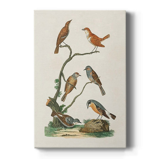 Antique Birds in Nature IV Premium Gallery Wrapped Canvas - Ready to Hang