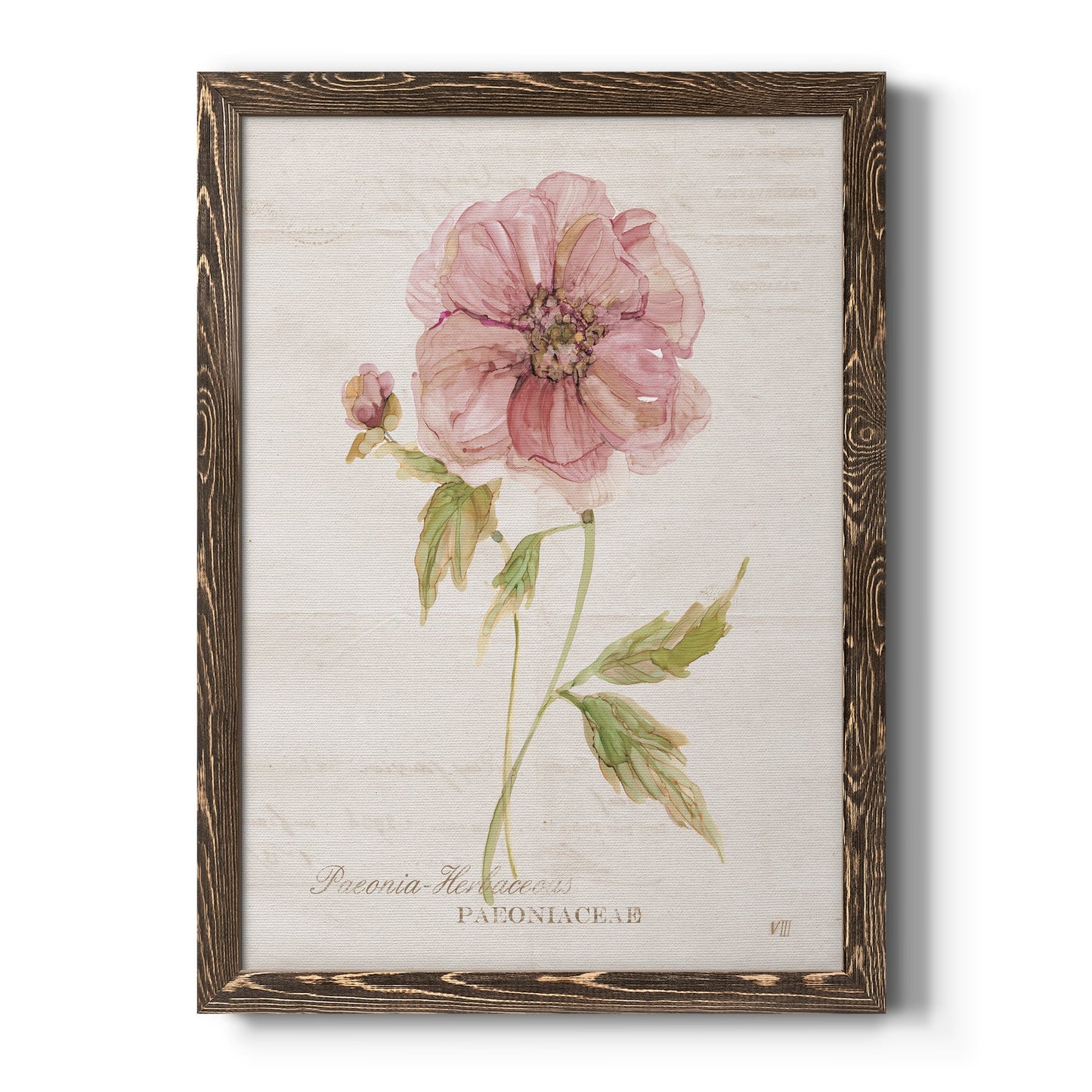 Soft Peony - Barnwood Framed Canvas Print
