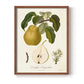 Vintage Pears I - Restickable Framed Art Print