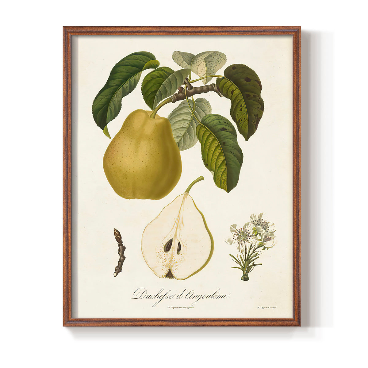 Vintage Pears I - Restickable Framed Art Print