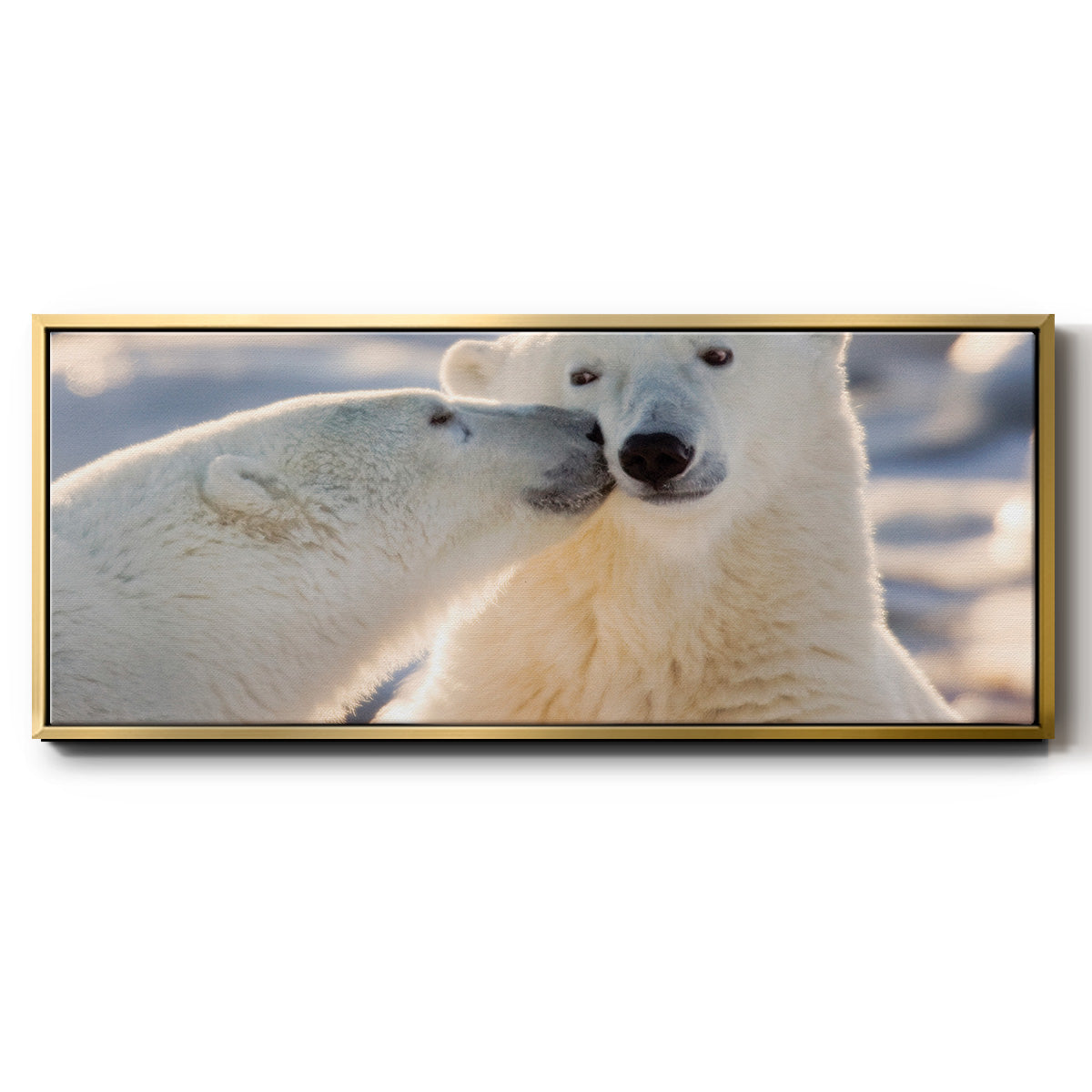 Polar Bear Kiss - Floater Framed Canvas Print