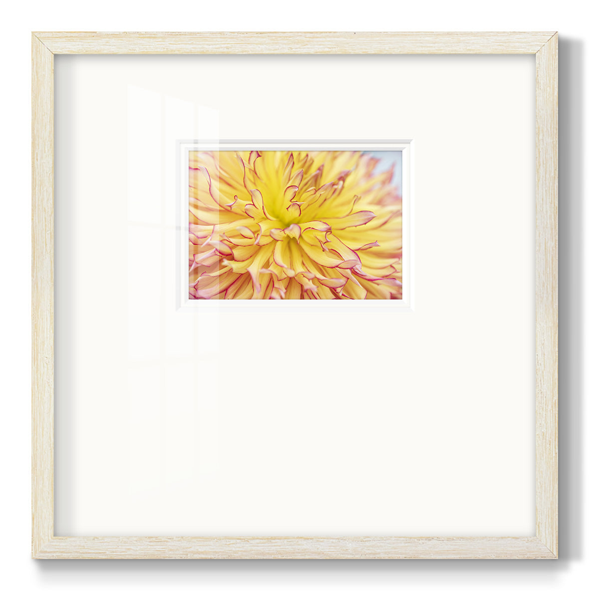 Blooms III- Premium Framed Print Double Matboard