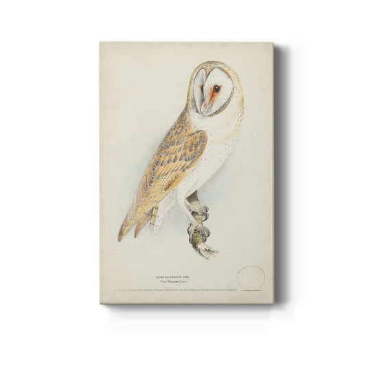 Barn Owl Premium Gallery Wrapped Canvas - Ready to Hang