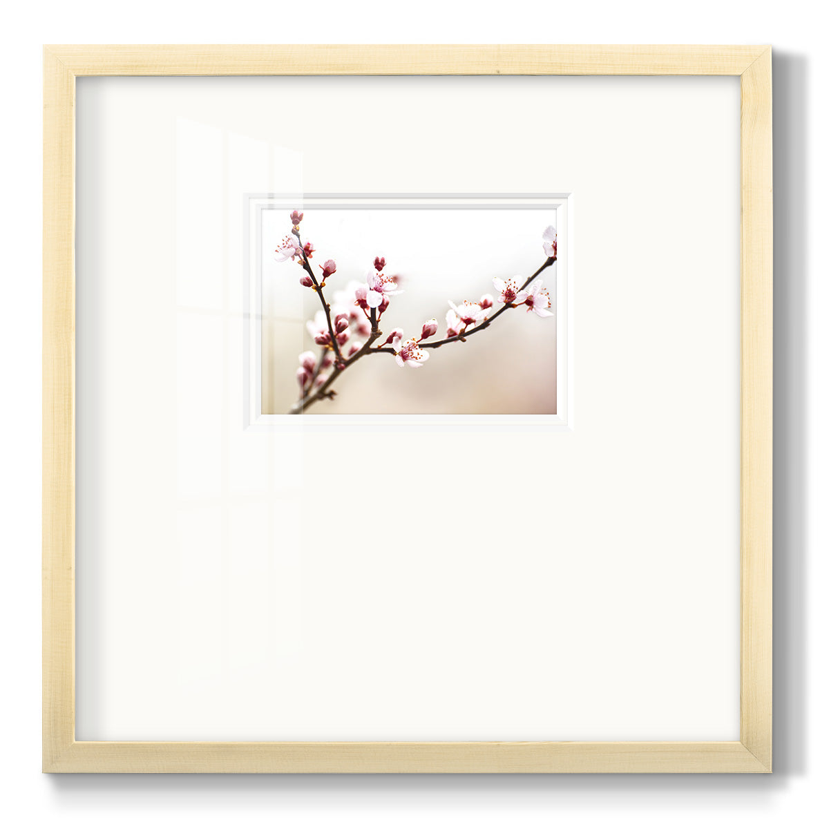 Cherry Blossom Study I - Double Matboard Framed Print
