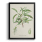 Antique Almond Botanical III - Modern Framed Canvas Print