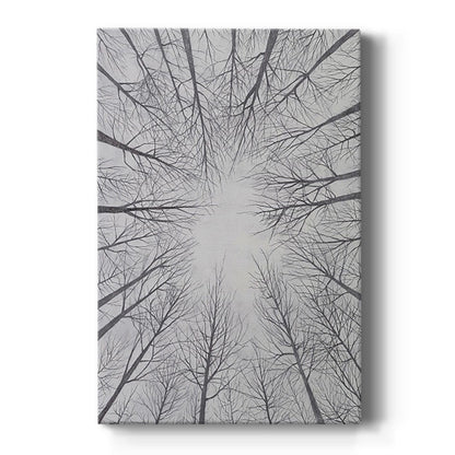 Deciduous Canopy II - Canvas Art Print