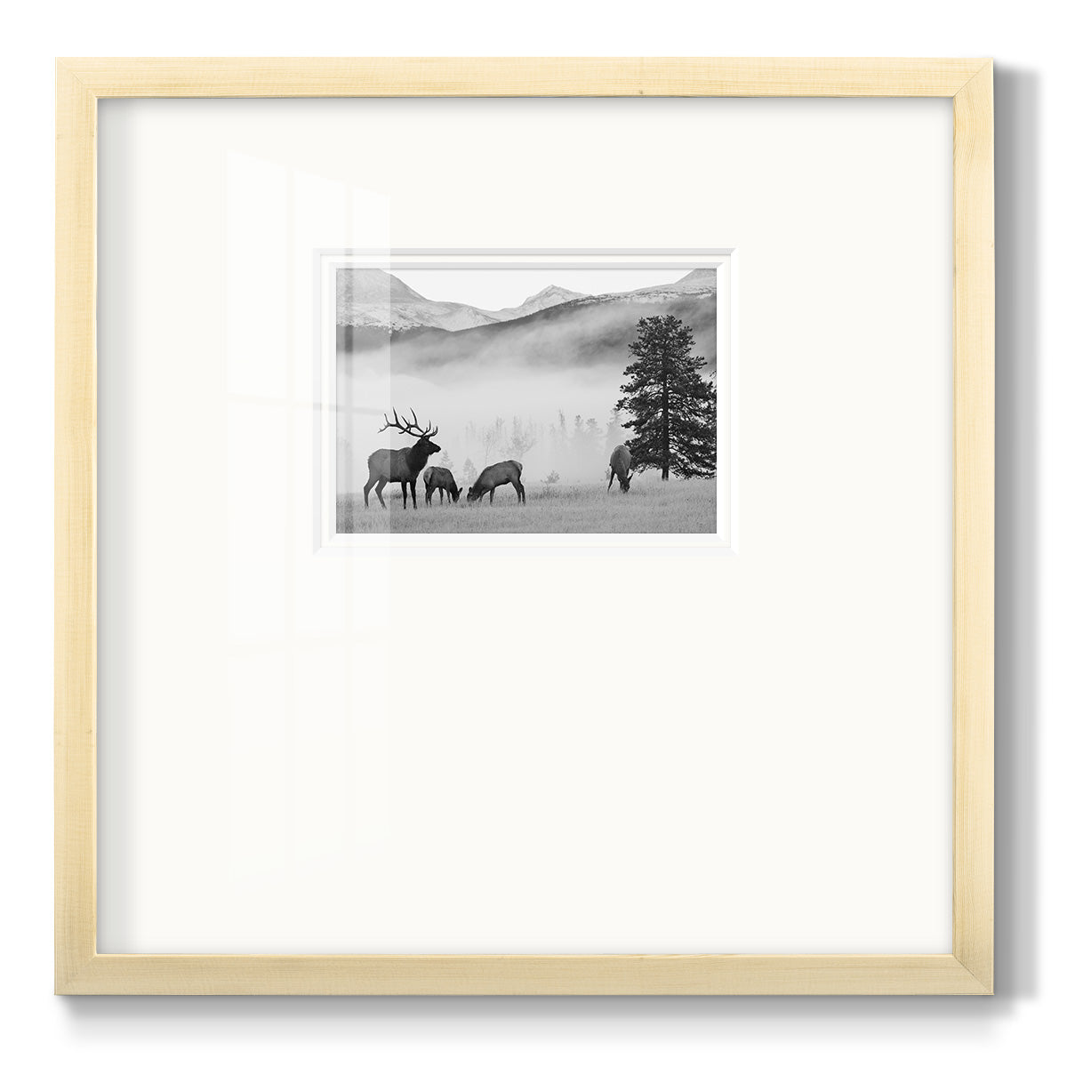 Mountain Elk Premium Framed Print Double Matboard