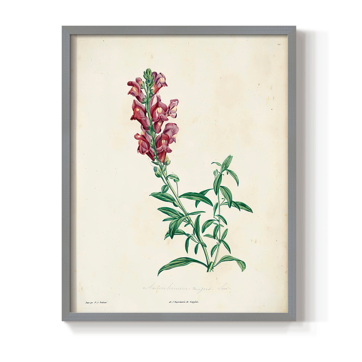 Traditional Botanical I - Restickable Framed Art Print
