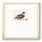 Golden Mallard Premium Framed Print Double Matboard