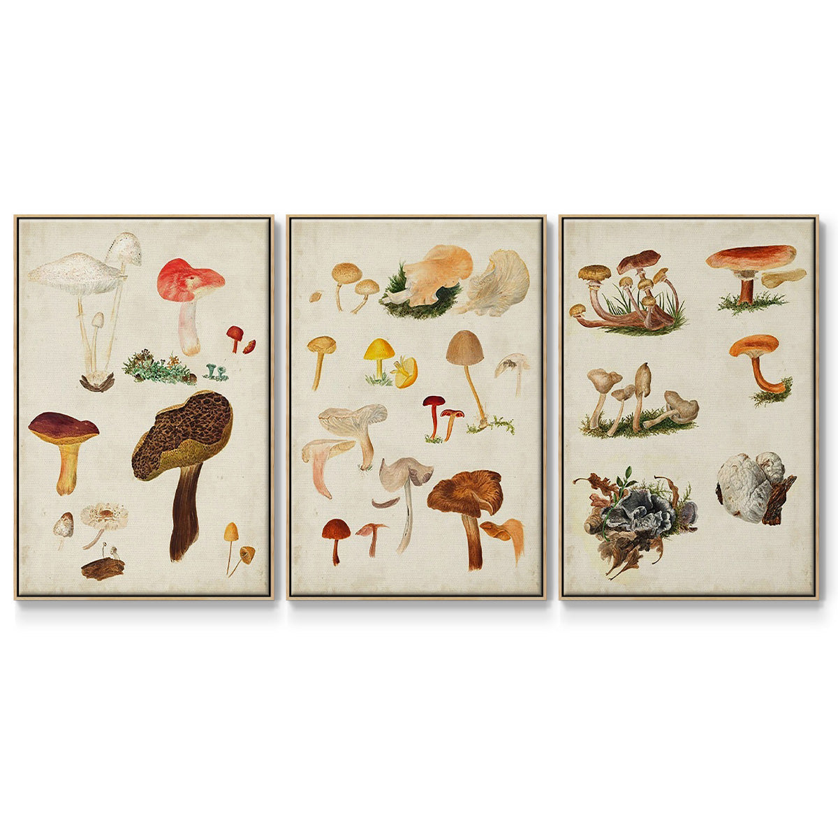 Mushroom Species VI - Floater Framed Canvas Set