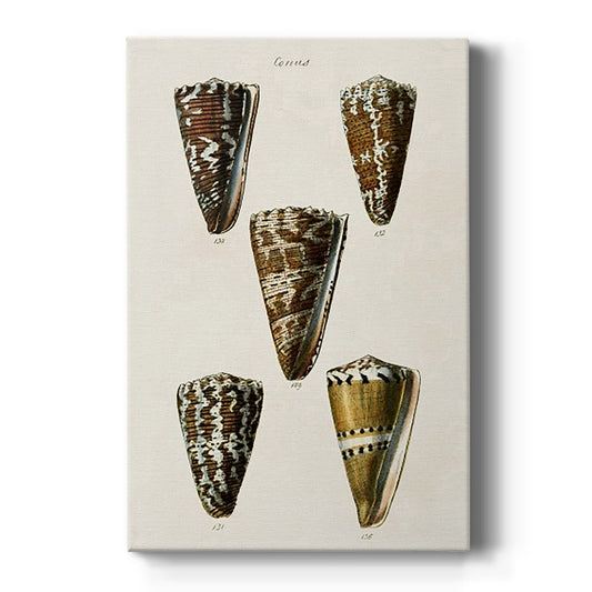 Cone Shell Collection V - Canvas Art Print