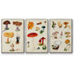 Mushroom Species IV - Floater Framed Canvas Set