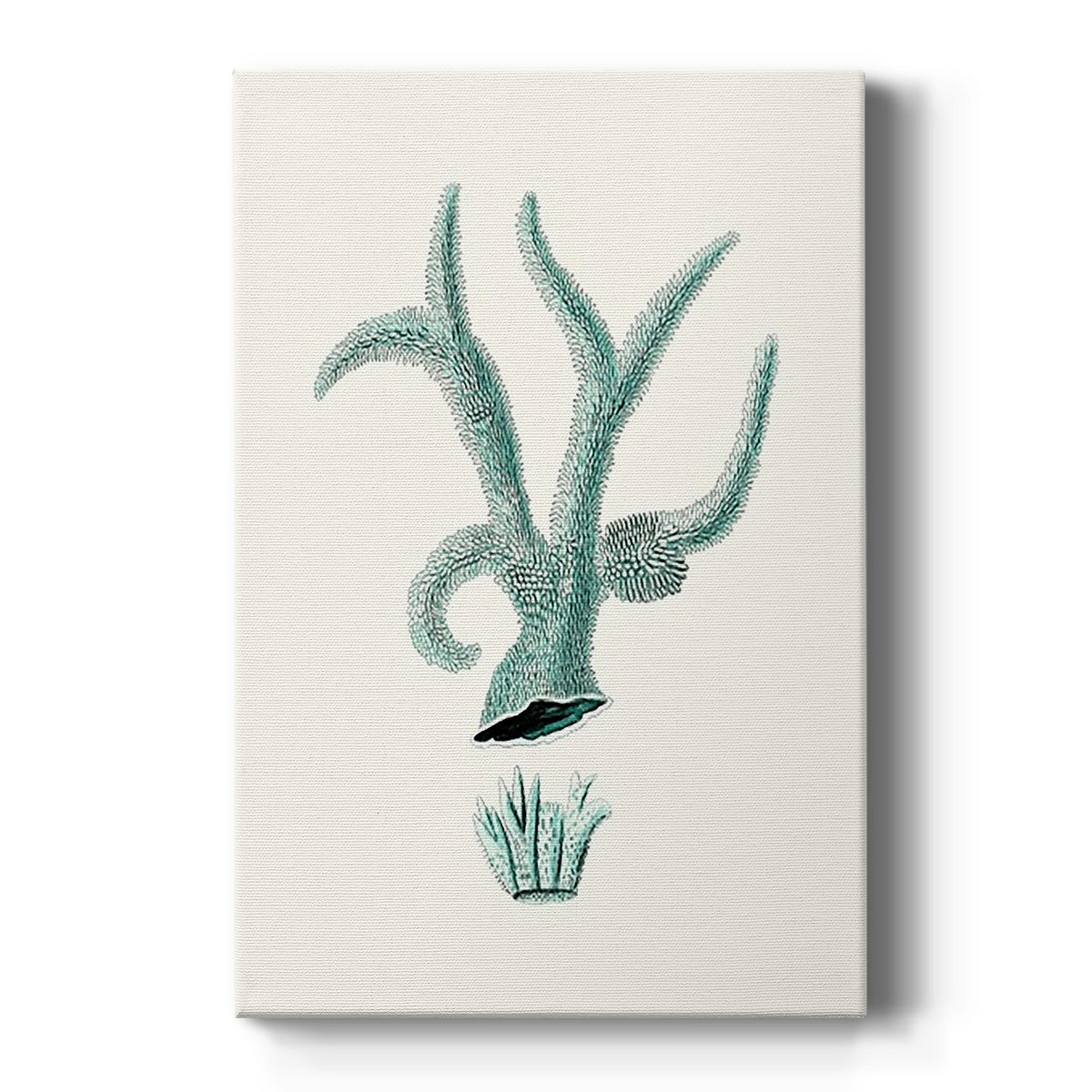 Antique Coastal Coral XII - Canvas Art Print