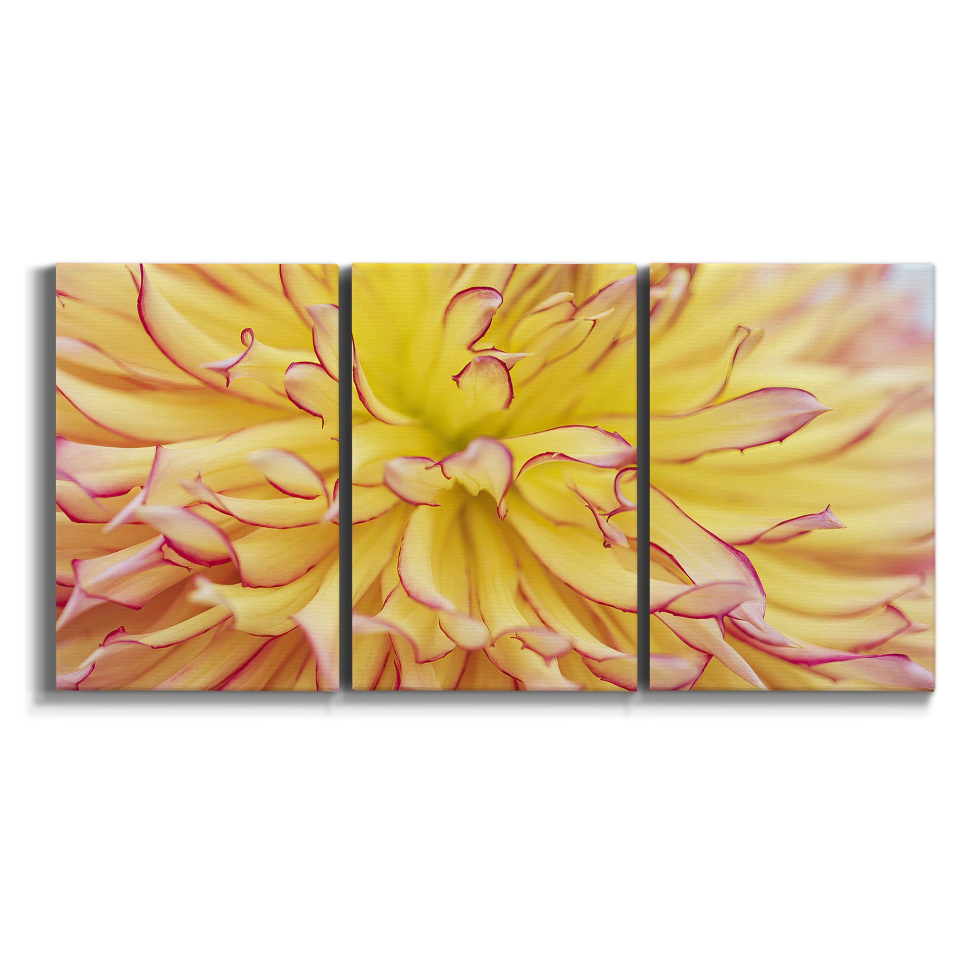 Three-panel canvas wall art featuring close up floral blossoms in bloom on white background.