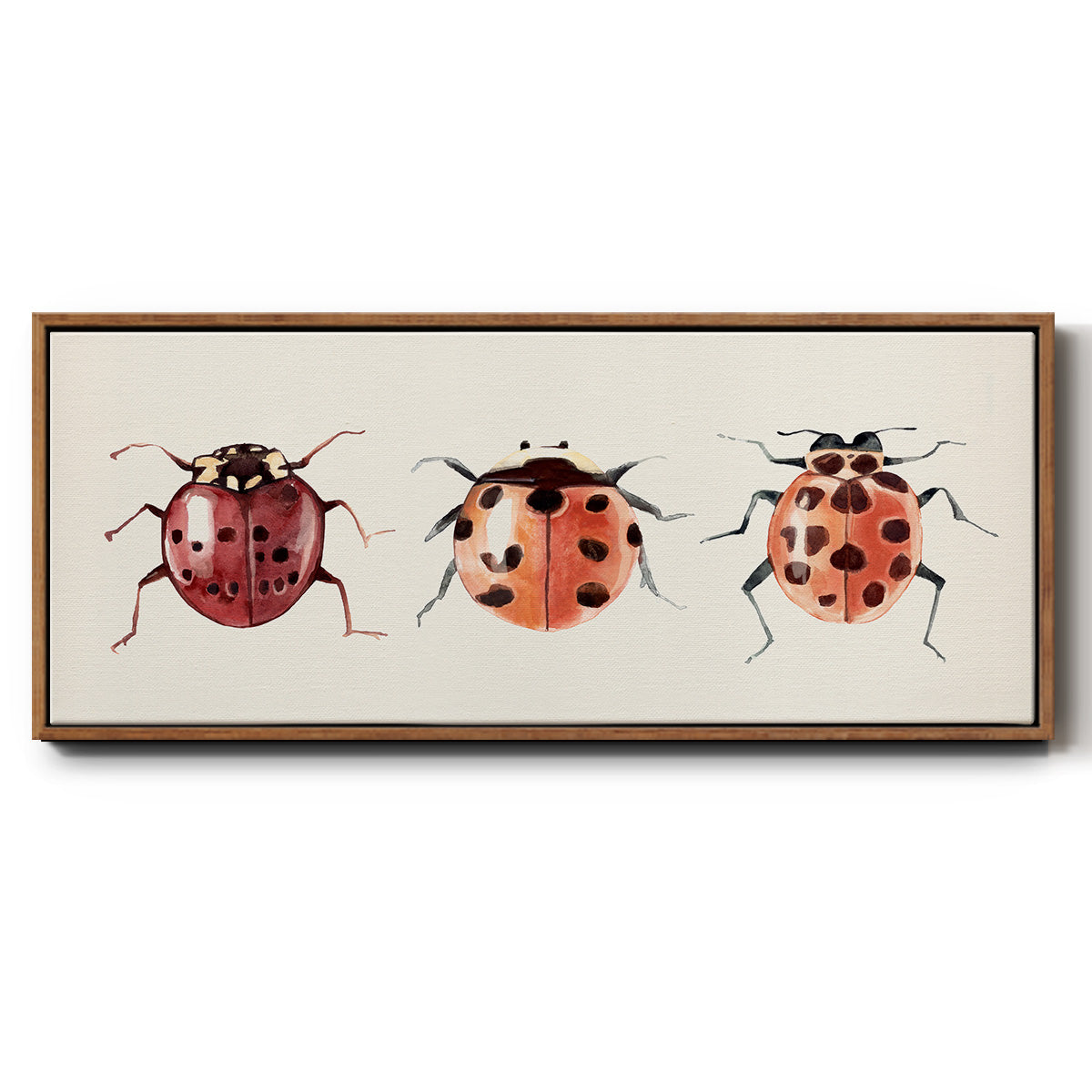 Ladybug Display I - Floater Framed Canvas Print