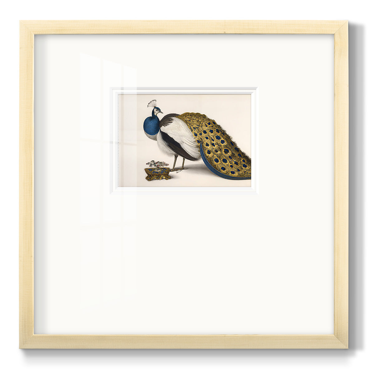 Peackock Plumage Premium Framed Print Double Matboard