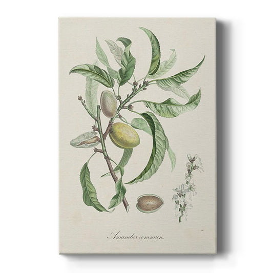 Antique Almond Botanical IV - Canvas Art Print