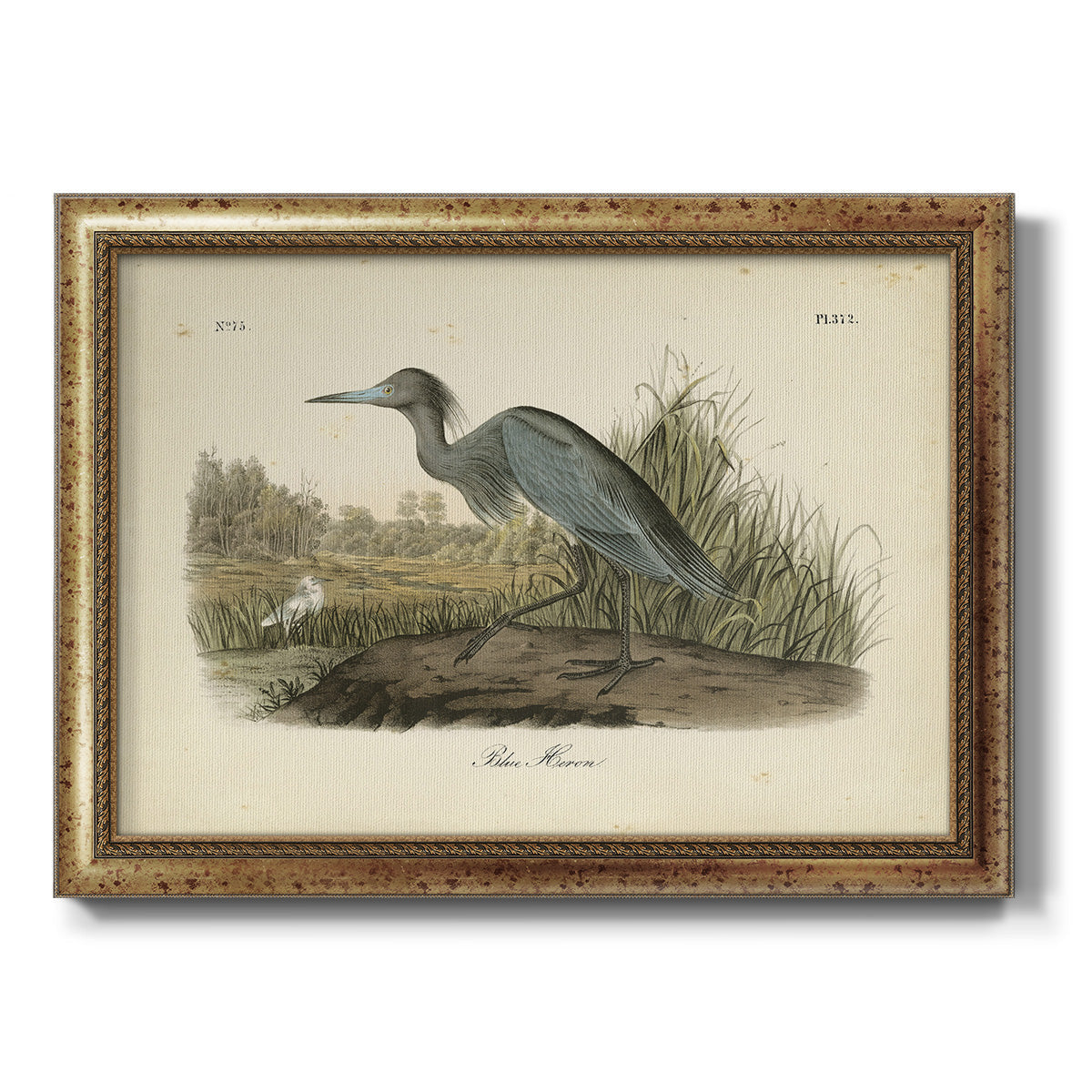 Audubons Blue Heron Premium Framed Canvas- Ready to Hang