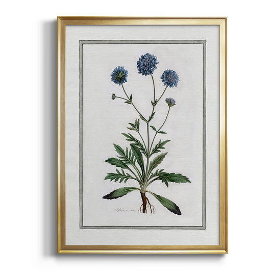 Soft Botanical II - Modern Framed Canvas Print