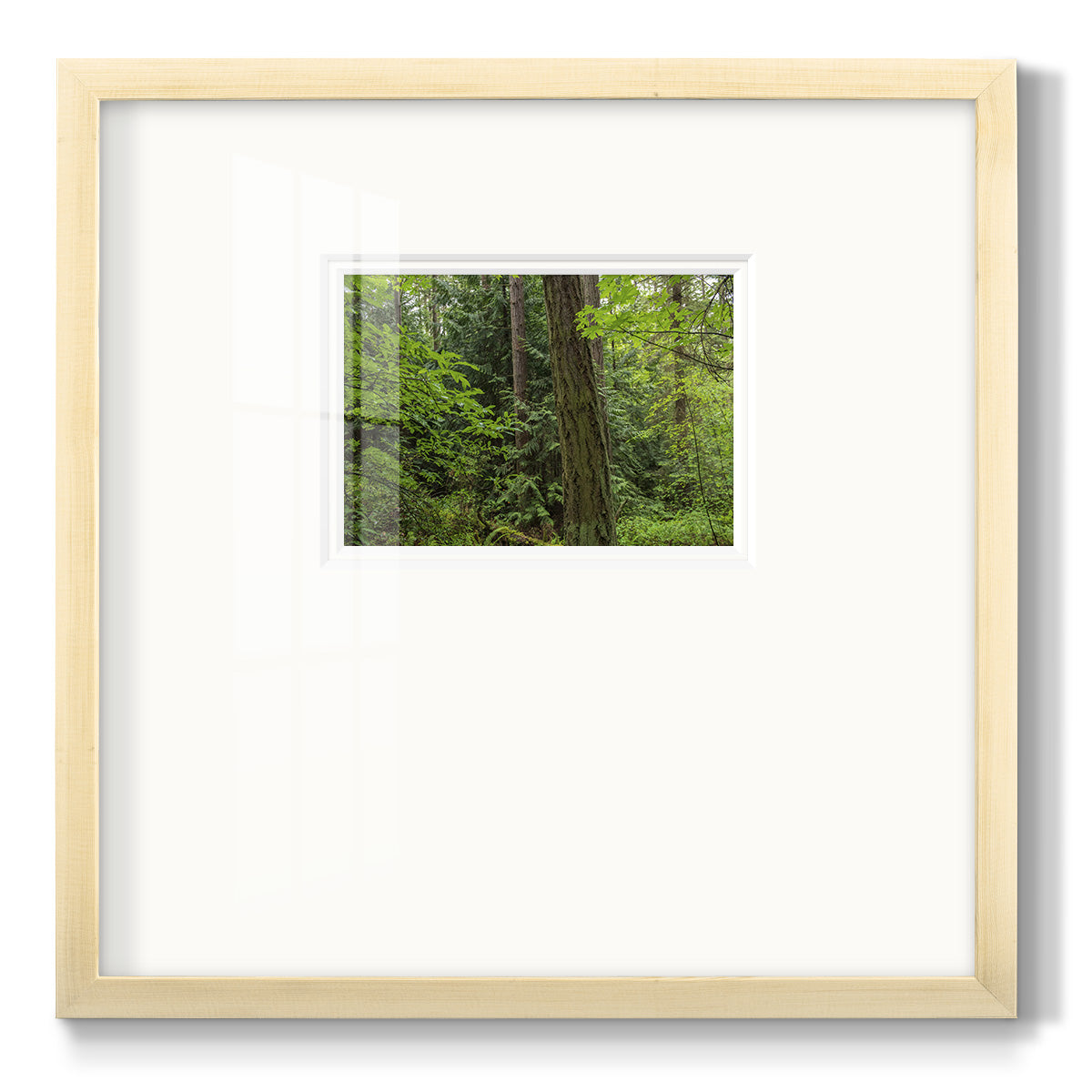 Calm of the Forest - Double Matboard Framed Print