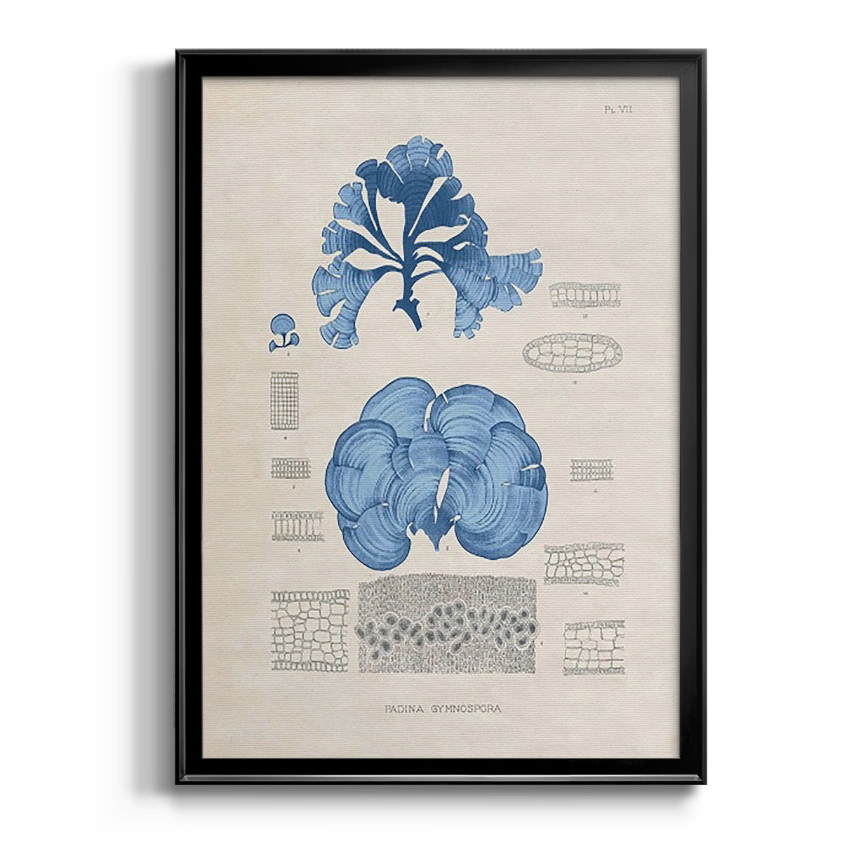 Blue Marine Algae IV -  Framed Canvas Print