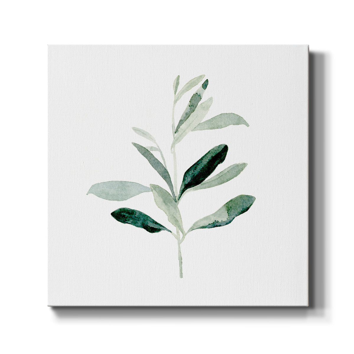 Summer Olive Branch II - Canvas Art Print