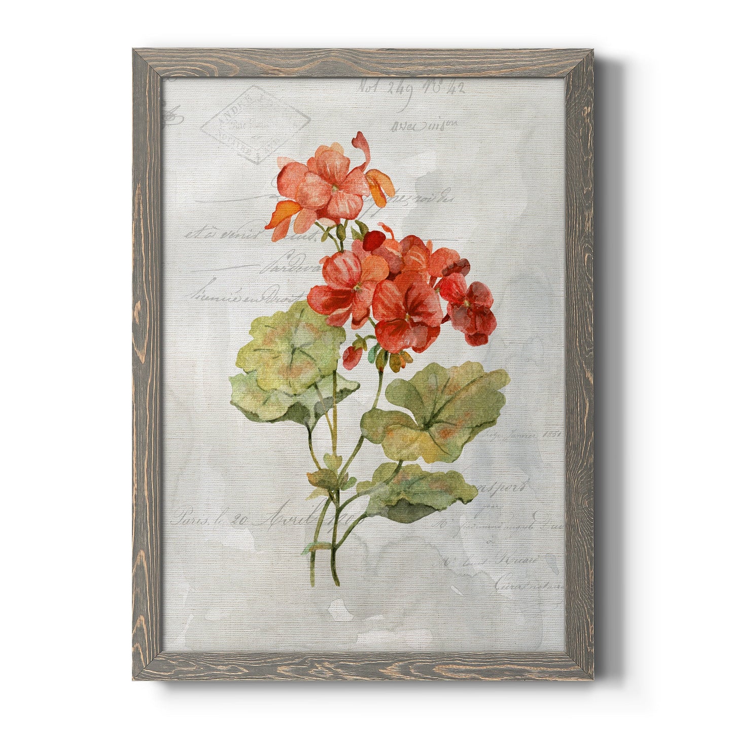Linen Geranium - Barnwood Framed Canvas Print