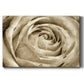 Neutral Wall Flower IV - Canvas Art Print